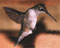   colibri